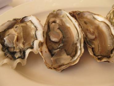 Galvin oysters Galvin oysters