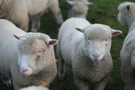 Somerset sheep Somerset sheep